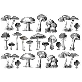 Sır Altı Dekal Mushroom - 23 x 16 cm